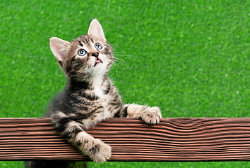 Image showing Cute kitten