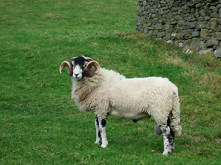 Image showing Sheep