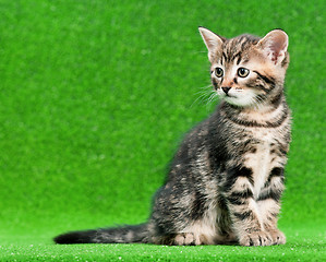 Image showing Cute kitten