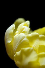 Image showing Yellow tulip petals