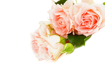 Image showing Cream Pink Roses