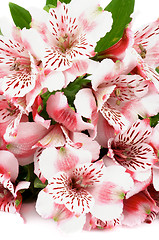 Image showing Pink Alstroemeria