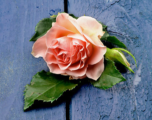 Image showing Pink Rose