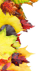 Image showing Frame of Autumn Leafs