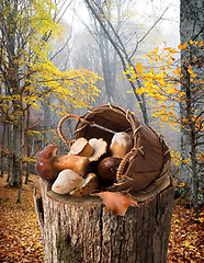 Image showing Mushrooms on stump