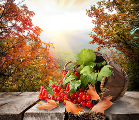 Image showing Viburnum on table