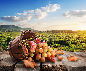 Image showing Grapes and vineyard