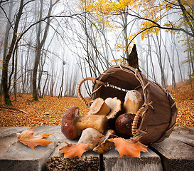 Image showing Mushrooms and autumn forest