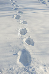 Image showing tracks on the snow