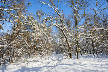 Image showing snowy winter forest