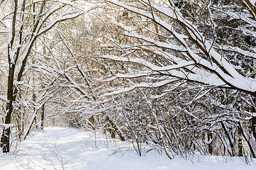 Image showing snowy winter forest