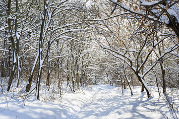 Image showing snowy winter forest