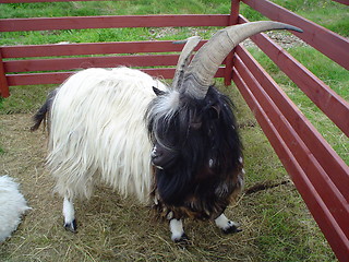 Image showing goat