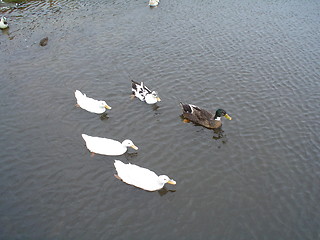 Image showing ducks in a pool