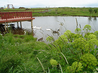 Image showing in a pond