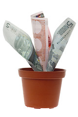 Image showing Euro money plant

