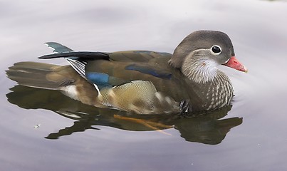 Image showing Mandarin Duck