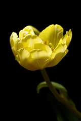 Image showing Single tulip on black background