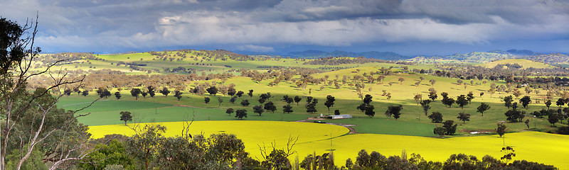 Image showing Fields of Canola and farmlands panorama