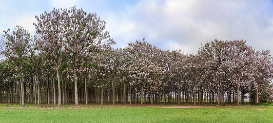 Image showing Paulownia trees in flower during spring