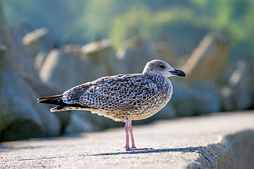 Image showing Lesser Black-backed gull, Larus fuscus L.