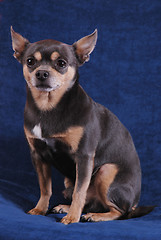 Image showing Chihuahua on blue