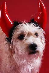 Image showing Devilish dog