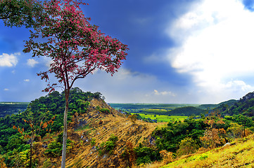 Image showing Tree on Khao Chom Hae Hill.