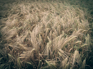 Image showing Retro look Barleycorn field