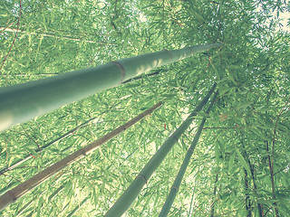 Image showing Retro look Bamboo plants