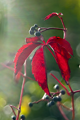 Image showing Red autumn leaves