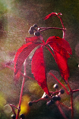 Image showing Red autumn leaves