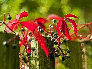 Image showing Red autumn leaves