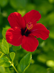 Image showing Red hibiscus