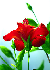 Image showing Red hibiscus