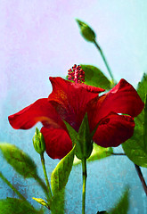 Image showing Red hibiscus