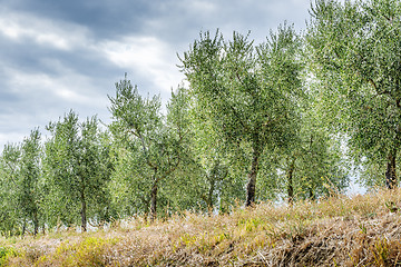 Image showing Olive trees Tuscany