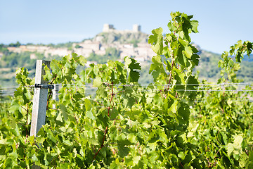 Image showing Grapevines near Montemassi