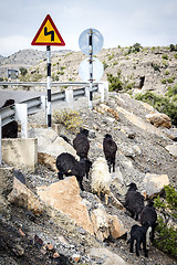 Image showing Sheeps Oman