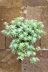 Image showing Plant on wall Tuscany