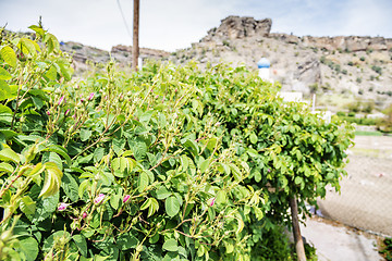 Image showing Roses on Saiq Plateau