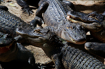 Image showing a gathering of american alligators