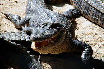 Image showing american alligator with mouth open