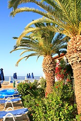 Image showing Palms by pool