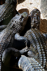Image showing two american alligators snuggling