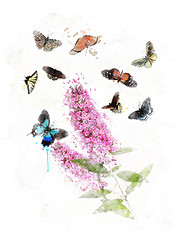 Image showing Watercolor Image Of Butterfly Bush