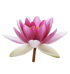 Image showing Pink Waterlily Flower