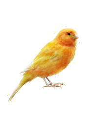 Image showing Watercolor Image Of Yellow Bird