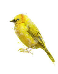 Image showing Watercolor Image Of Yellow Bird