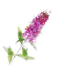 Image showing Watercolor Image Of Butterfly Bush 